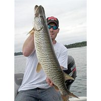 Super Thick Tiger Musky
